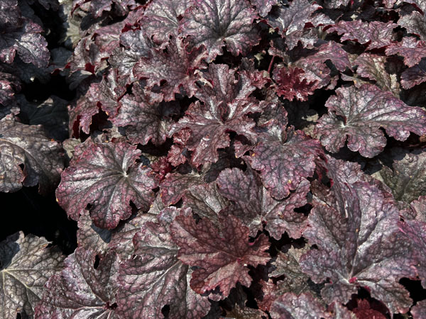 Plum Pudding Coralbells - Container