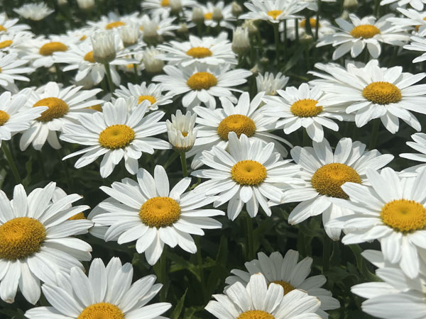 Snowcap Shasta Daisy - Container