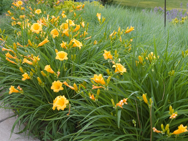 Stella de Oro Daylily - Container