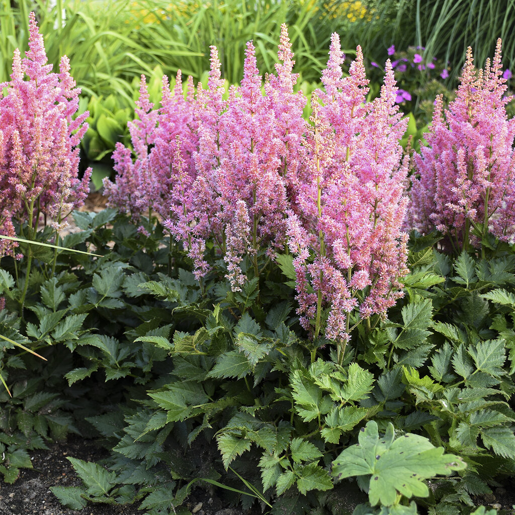 Visions in Pink Astilbe