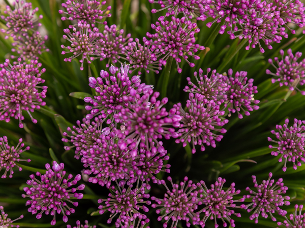 Windy City Allium - Container