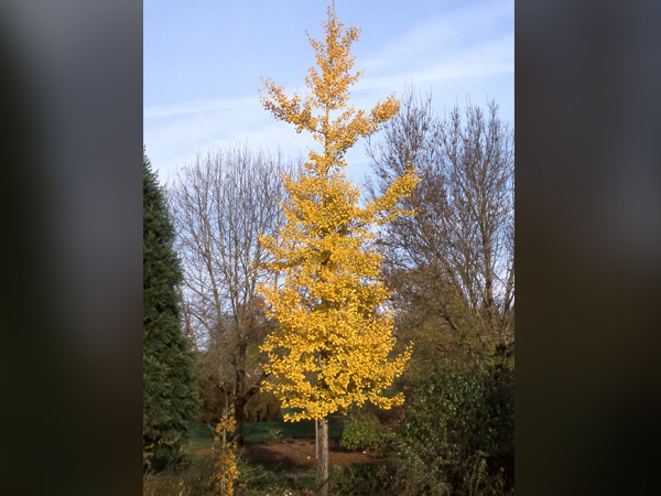 Princeton Sentry Ginkgo - Container