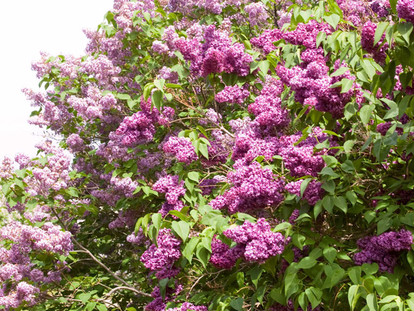 Monge Lilac - Container