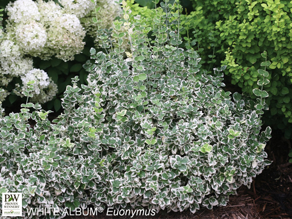 Euonymus White Album - Container