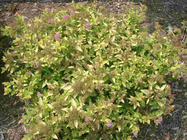 Double Play® Pink Spirea - Container