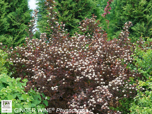 Ginger Wine® Ninebark - Container