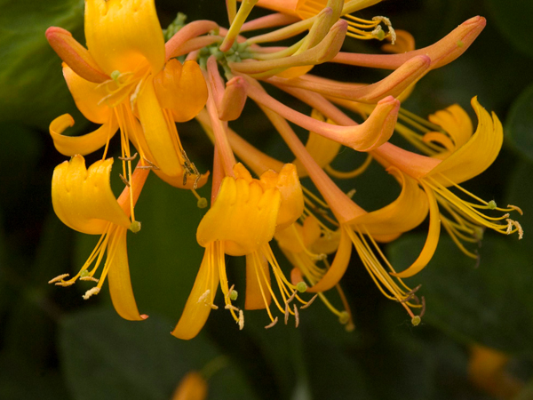 Mandarin Honeysuckle Vine - Container