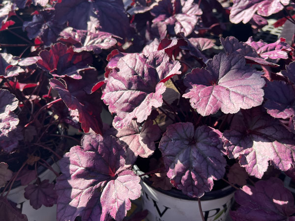 Wildberry Coral Bells - Container