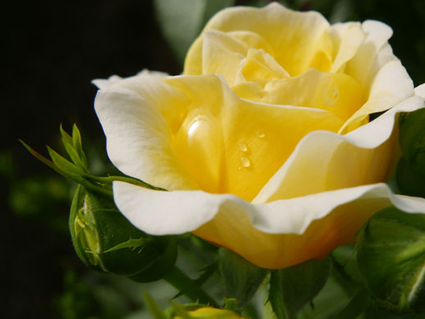 Yellow Brick Road Rose