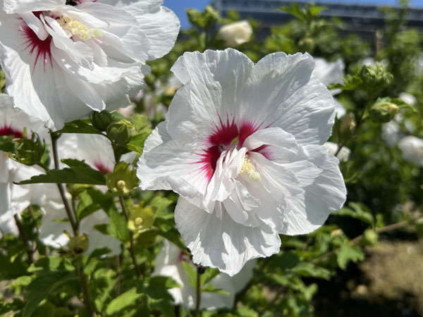 Bali Rose of Sharon - Container #2