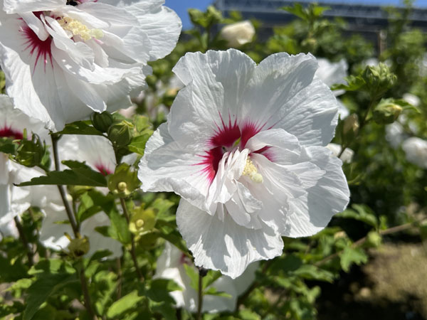 Bali Rose of Sharon - Container