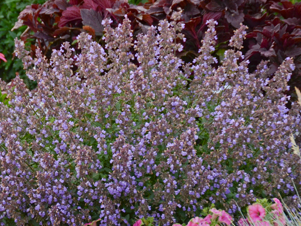 Purrsian Blue Catmint - Container