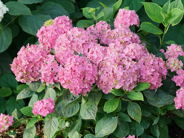 Let's Dance Arriba Hydrangea - Container