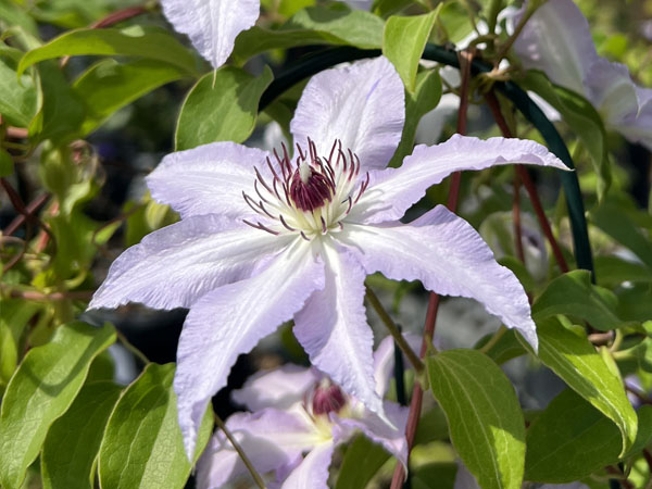 Clair De Lune Clematis - Container