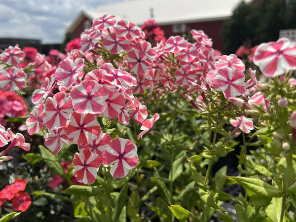 Peppermint Twist Phlox - Container