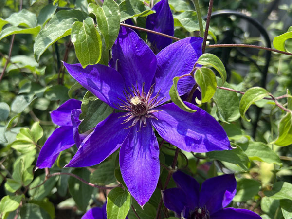 Elsa Spath Clematis