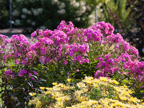 Bubblegum Pink Phlox - Container