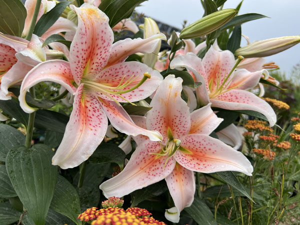 GC - Salmon Star Lilium