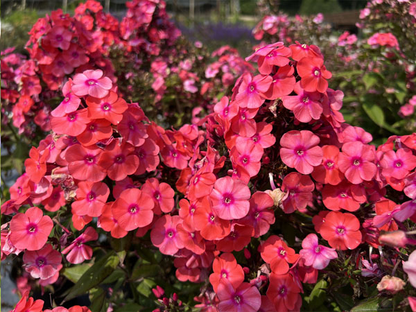 Glamour Girl Phlox - Container