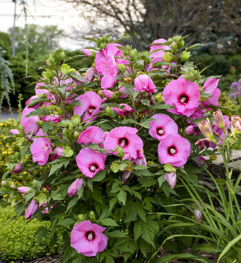 Summerific Candy Crush Proven Winner Hibiscus - Container