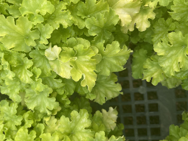 Apple Twist Heuchera - Container