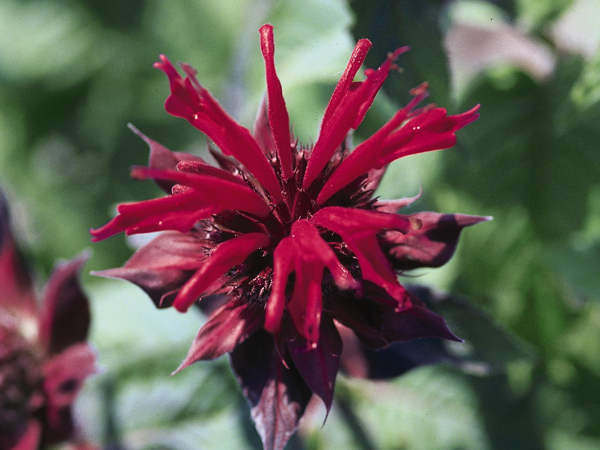 Raspberry Wine Bee Balm