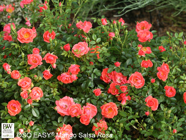 Oso Easy Mango Salsa Rose - Container