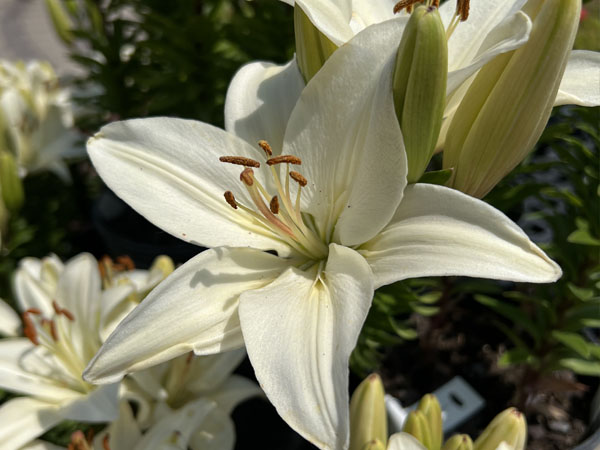 Timon Asiatic Lily