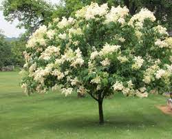 Ivory Silk Tree Lilac  - Container