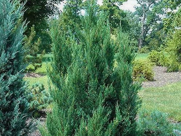 Daub's Frosted Juniper - Container