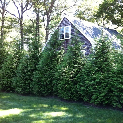 Green Giant Arborvitae