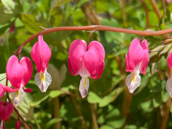 Bleeding Heart Old Fashion - Container