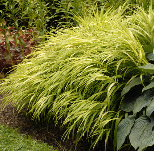 All Gold Japanese Hakone Grass - Container