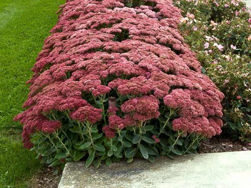 Autumn Joy Sedum - Container