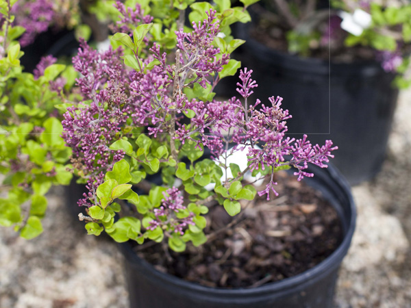 Dwarf Korean Lilac - Container