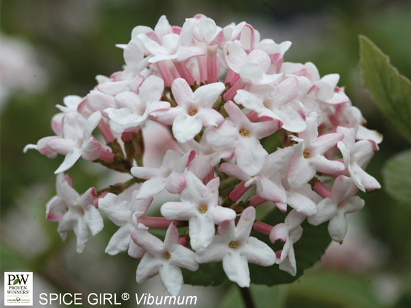 Spice Girl Viburnum - Container