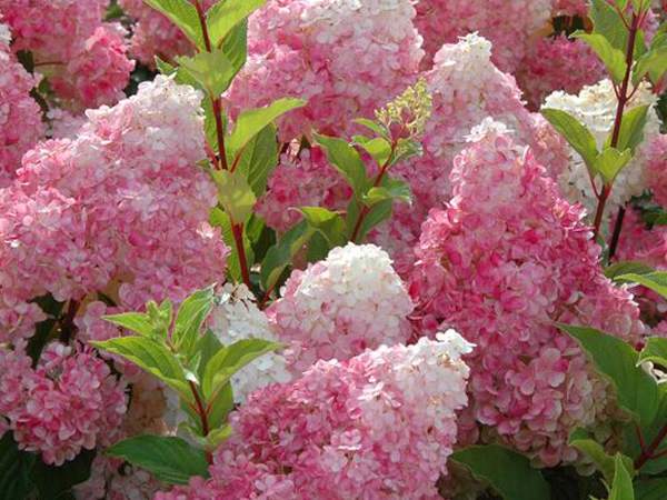 Vanilla Strawberry Hydrangea - Container