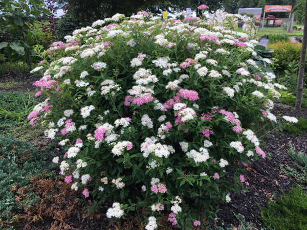 Beaver Creek Fothergilla - Container