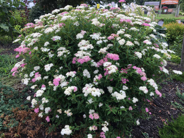 Beaver Creek Pride Spirea - Container