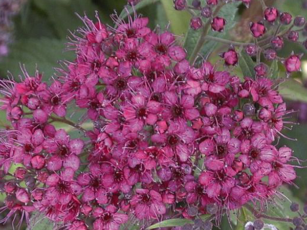 Froebel Spirea - Container