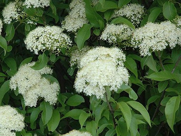 Nannyberry Viburnum - Container