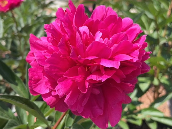 Kansas Peony Red - Container