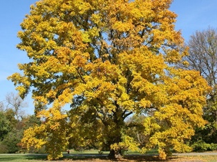 State Street Maple