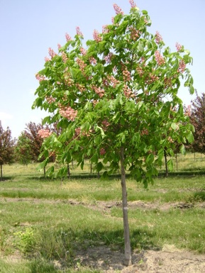 Fort McNair Horsechestnut