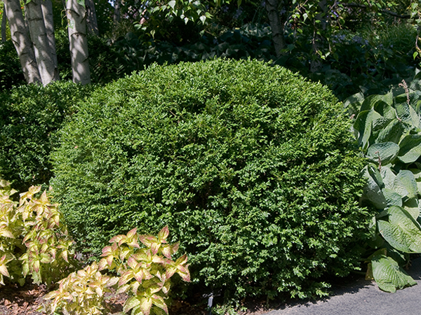 Green Gem Boxwood