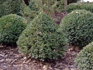 Green Mountain Boxwood