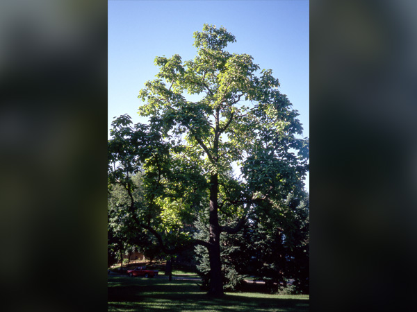 Northern Catalpa