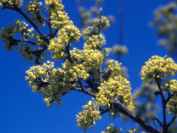 Cornelian Cherry Dogwood