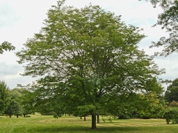 Shademaster Honeylocust