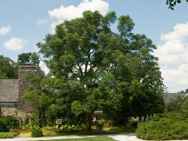 Kentucky Coffee Tree